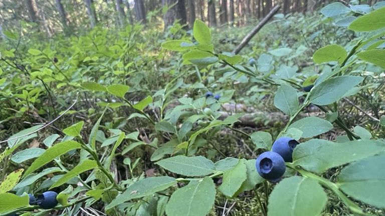 Kobieta zamówiła jagody