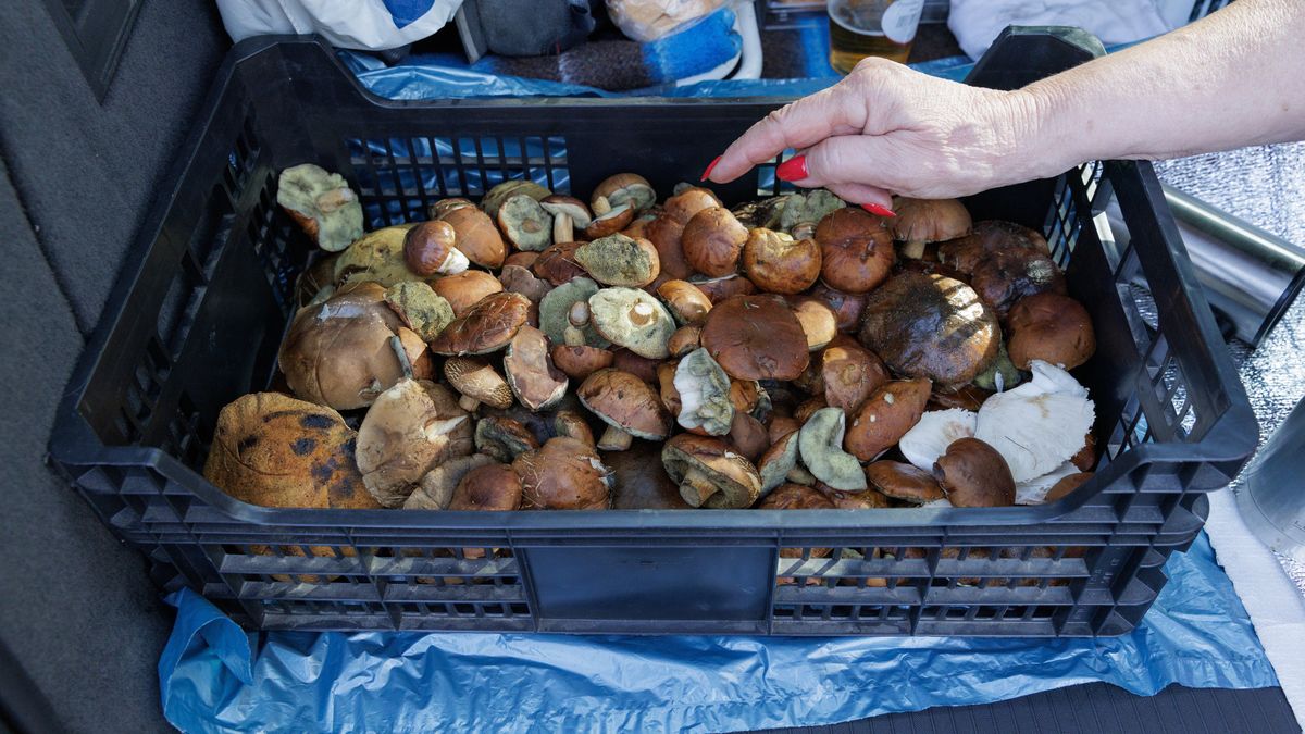 Grzybobranie w lesie