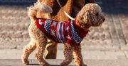 Ubierasz psa w ubranka? Czasem przynosi to więcej szkody niż pożytku
