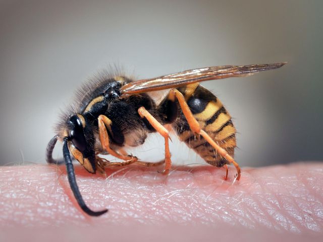 Użądlenie osy u osoby uczulonej na jad owada może być tragiczne w skutkach