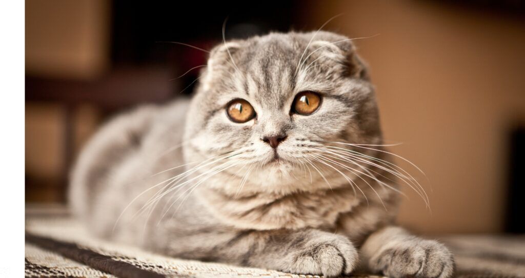 Scottish Fold