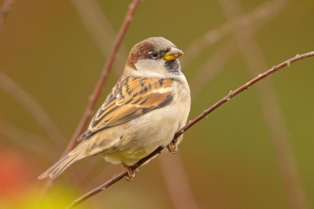 Poznań: Ochrona ptaków przed kolizjami ze szklanymi balustradami