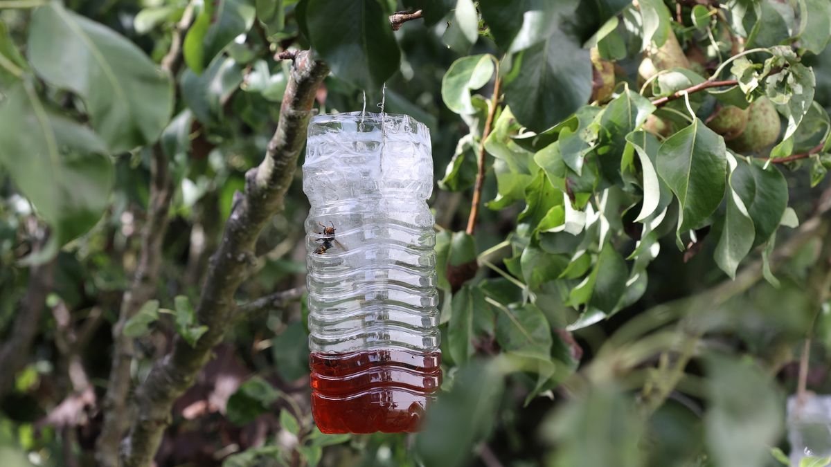 Powieś taką butelkę w ogrodzie