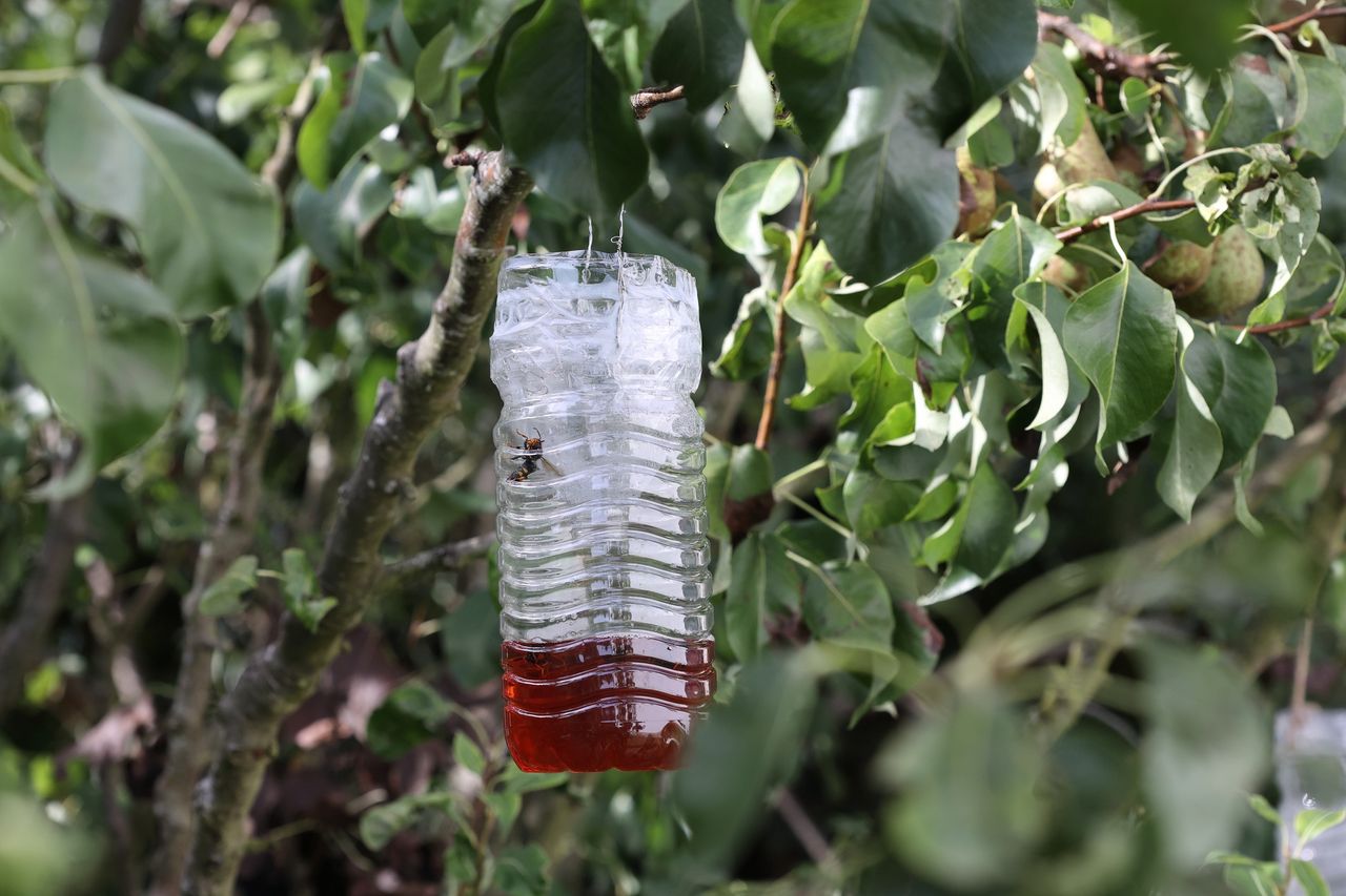 Osy wyniosą się z działki. Wlej do butelki i powieś na drzewie