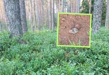 Mają ledwie kilka centymetrów. Leśnicy: patrzcie pod nogi