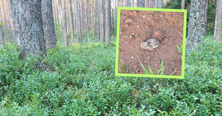 Mają ledwie kilka centymetrów. Leśnicy: patrzcie pod nogi