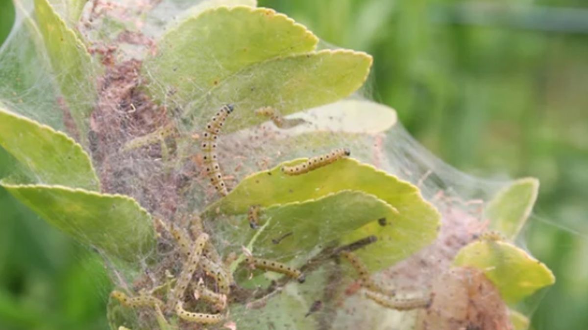 Jak pozbyć się larw ćmy bukszpanowej?