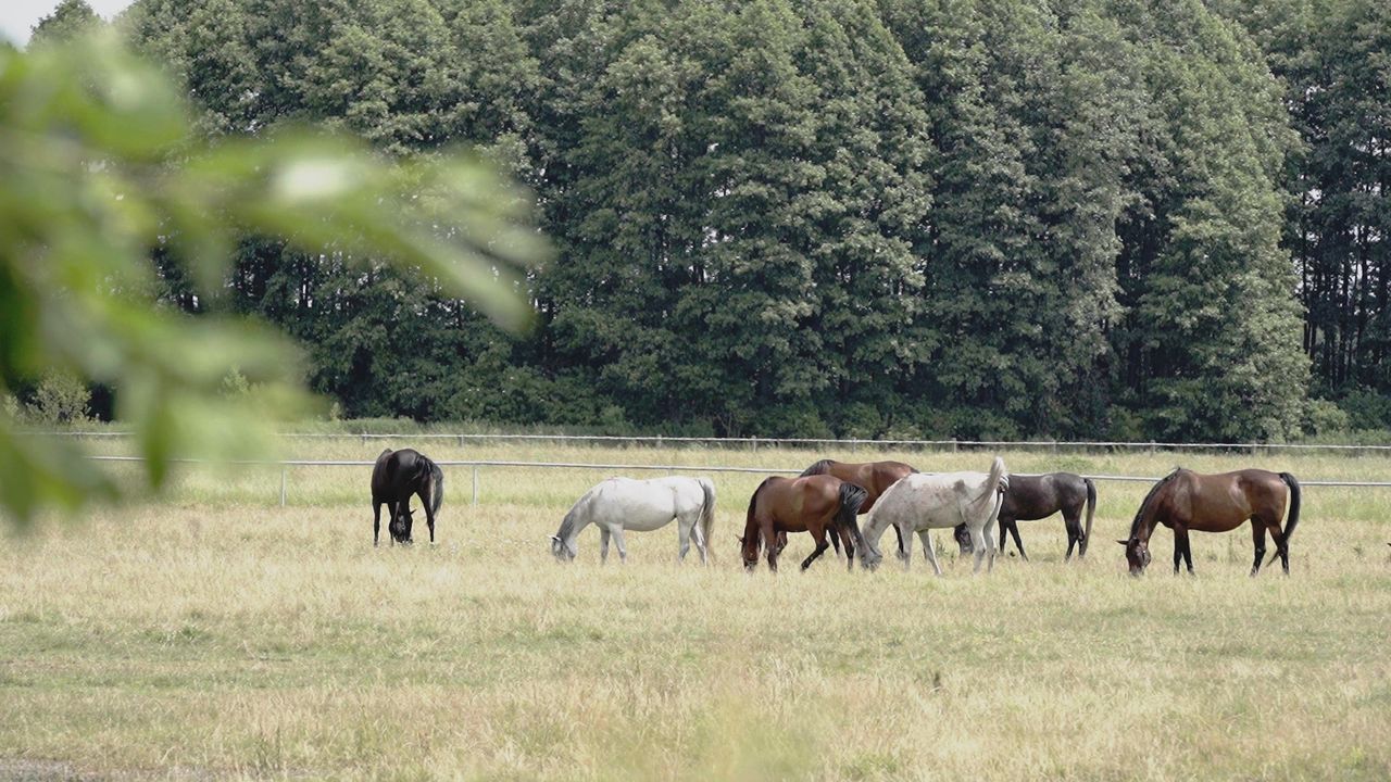 Kiedyś duma, dzisiaj wstyd? Byliśmy w Janowie Podlaskim