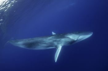 Płetwale błękitne milkną. To ostrzeżenie dla ludzi