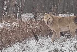 W kujawsko-pomorskim grasuje groźna hybryda. Nietypowe stworzenie budzi postrach służb i mieszkańców