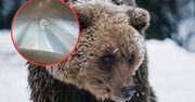 Ten niedźwiedź nie zapadł w sen. Grasuje na Słowacji