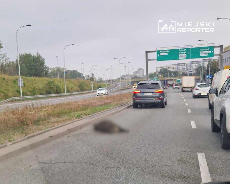 Dzik potrącony przez auto na Wale Miedzeszyńskim. Zwierzę zginęło