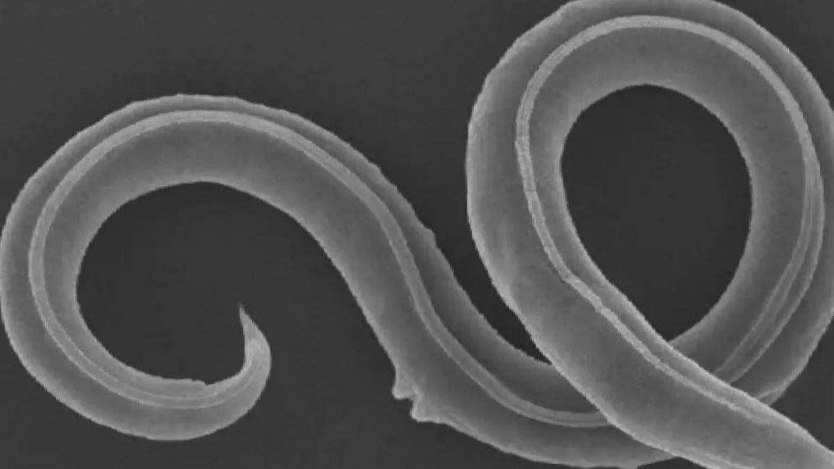 Organizm był zamrożony przez 46 tys. lat 