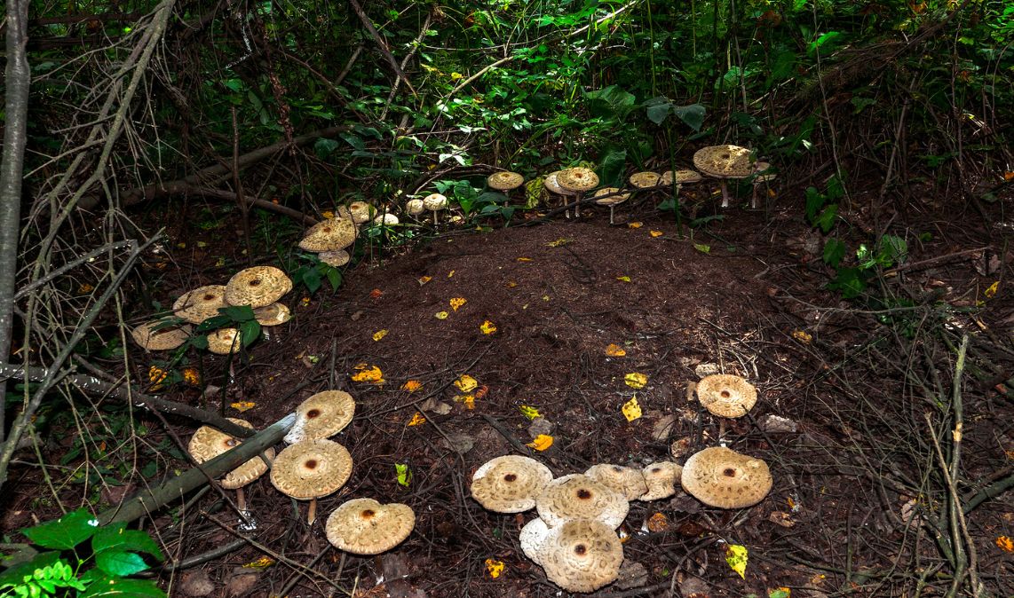 Czarcie kręgi mogą tworzyć zarówno grzyby jadalne, jak i trujące