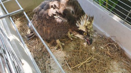 Dolina Baryczy. Bandyta strzela do ptaków. Nie udało mu się zabić rybołowa