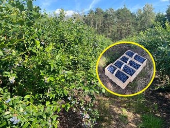 Byliśmy na samozbiorach borówek. Tylko 10 zł/kg