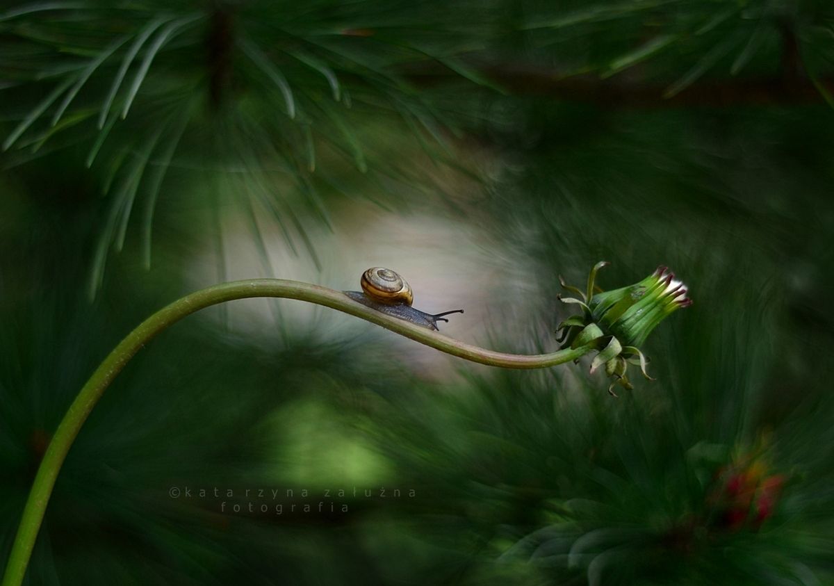 Poetyckie fotografie Kasi Załużnej ukazują piękno przyrody oraz zdecydowanie cieszą oko. Fotografka spełnia się również w dokumentowaniu codziennego życia swoich dzieci, gdzie najważniejsza dla niej jest chwila, ten impuls emocji. Do tych zdjęć wykorzystuje ona obiektywy Nikkor 50mm f/1.8 oraz Tamron 17-50 mm f/2.8.