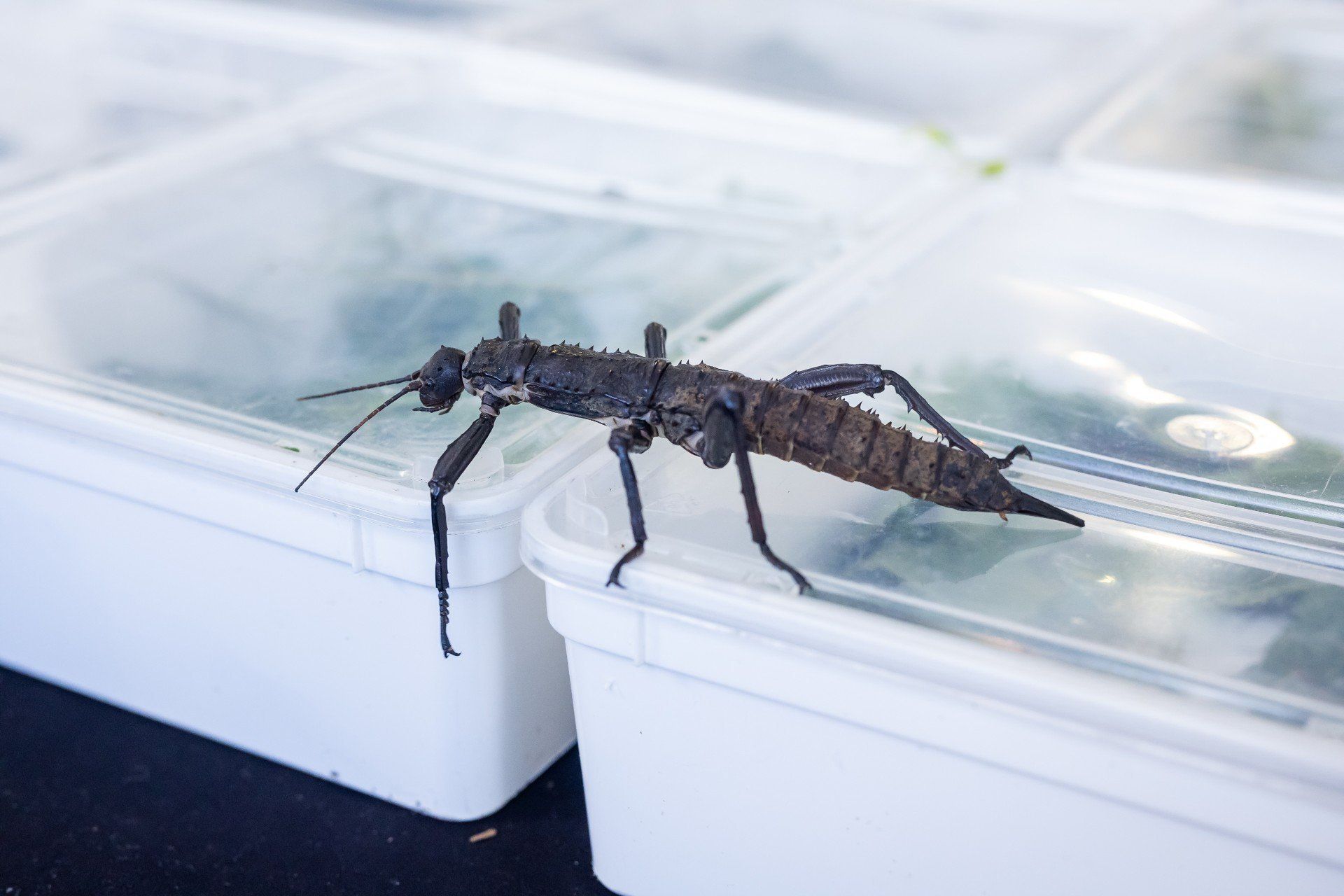 Przez dwa dni w Hali Sportowo-Widowiskowej &#34;Immobile Łuczniczka&#34; w Bydgoszczy odbywał się &#34;Event Terrarystyczny i Botaniczny Dragon Expo&#34;. Chętnych do obejrzenia egzotycznych zwierząt, a przy okazji kilku innych tematycznych wystaw, nie zabrakło.