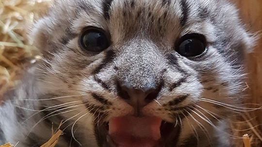 Warszawa. W stołecznym ZOO na świat przyszedł malutki irbis