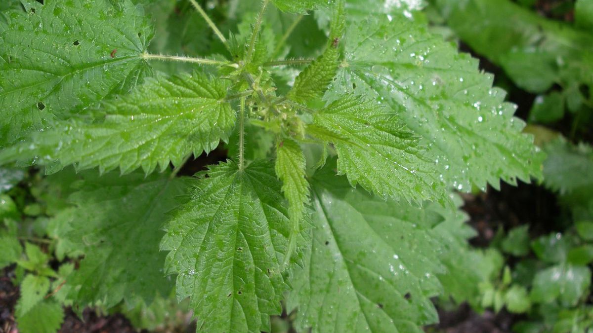 Zioła na płodność 