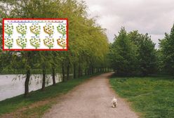 Takie będą najbliższe tygodnie. Jest nowa prognoza