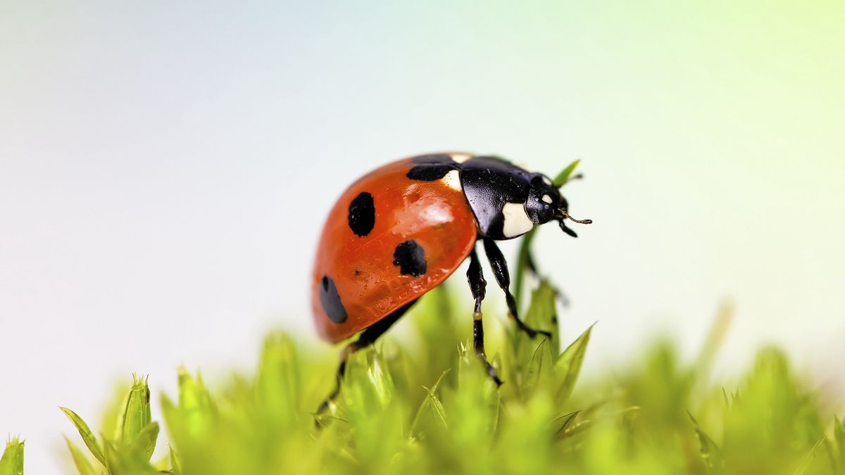 Krzyzówka z wiedzy ogólnej