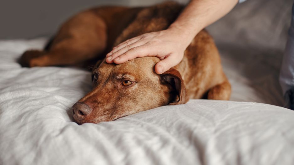 Closeup of master owner hand palm petting stroking a dog. Sad old young red-haired pet lying on bed at home. Portrait of cute adorable domestic animal.
Anna Kraynova
dog, pet, owner, bed, emotion, sad, master, friend, stroking, hand, closeup, snuggle, expression, brown, palm, lying, looking, animal, domestic, red, hair, red-haired, lay, cute, adorable, pensive, human, man, concept, old, day, young, friendship, bedroom, yellow, light, room, home, nose, body, breed, emotional, cozy, enjoying, happy, joy, eyes, fur, canine, puppy, dog, pet, owner, bed, emotion, sad, master, friend, stroking, hand, closeup, snuggle, expression, brown, palm, lying, looking, animal, domestic, red, hair, red-haired, lay, cute, adorable, pensive, human, man, concept, old, day, young, friendship, bedroom, yellow, light, room, home, nose, body, breed, emotional, cozy, enjoying, happy, joy, eyes, fur, canine, puppy