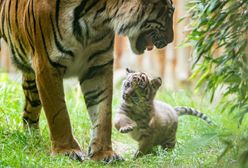 Wrocław. Mały tygrys sumatrzański narodził się we wrocławskim zoo. Możesz wybrać imię