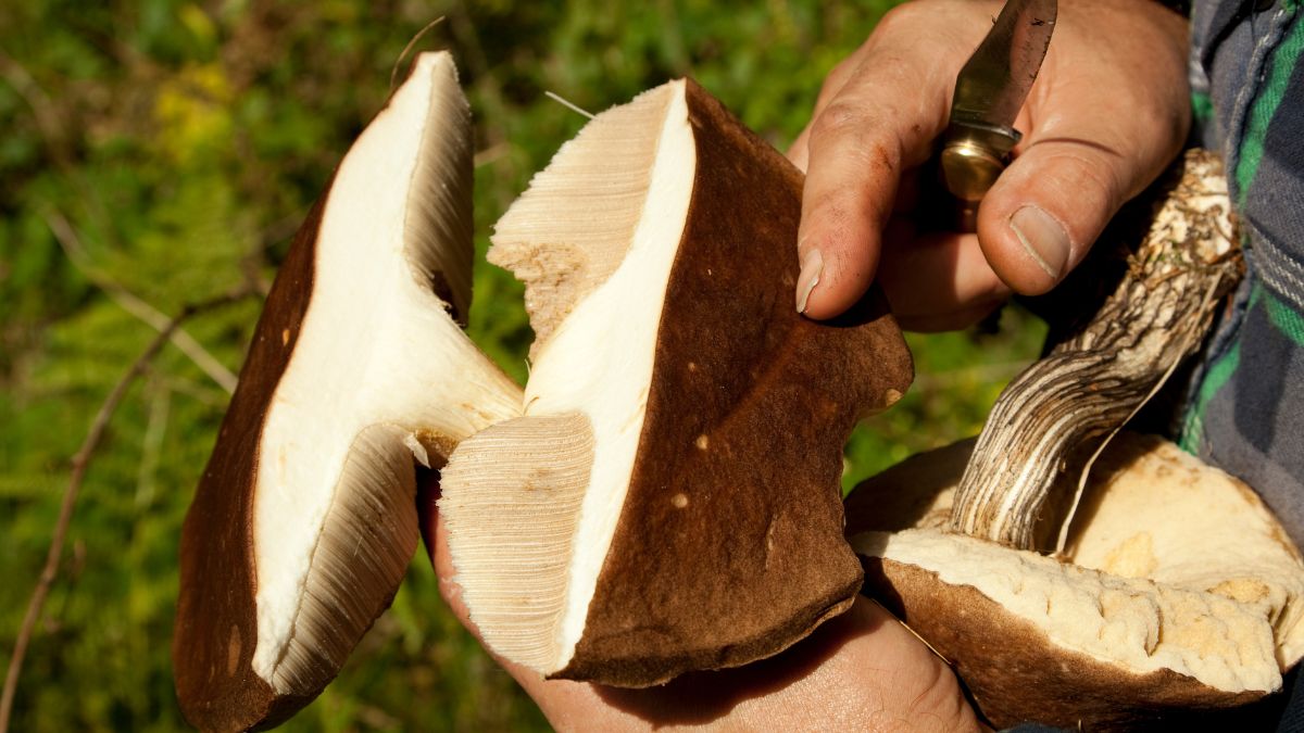 Jak rozpoznać zepsute grzyby?