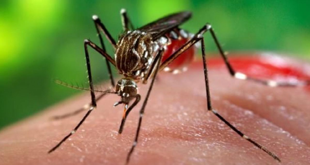 Inwazja komarów tygrysich. Francuzi są przerażeni. Politycy: to niemożliwe do opanowania