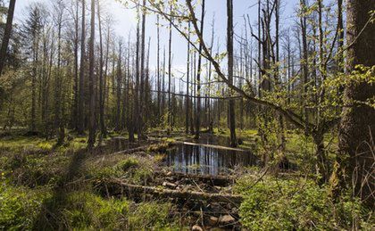 W nadleśnictwie Białowieża do lasu nie wejdziesz. Do odwołania