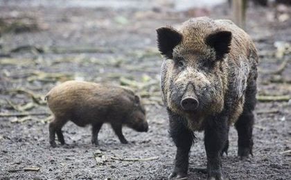 Luksusowa żywność według Polaków? Kawior, homar i kiełbasa z dzika