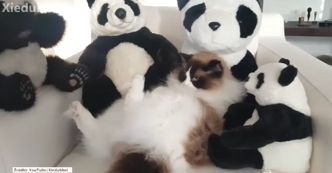 Kot, który myśli, że jest pandą