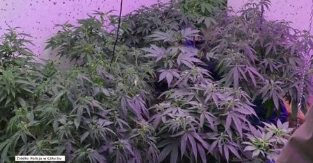 Plantacja marihuany w przyczepie kempingowej. W środku rosły 24 krzewy konopi