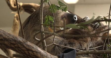 Dzień leniwców we wrocławskim zoo. “Są mistrzami oszczędzania energii”