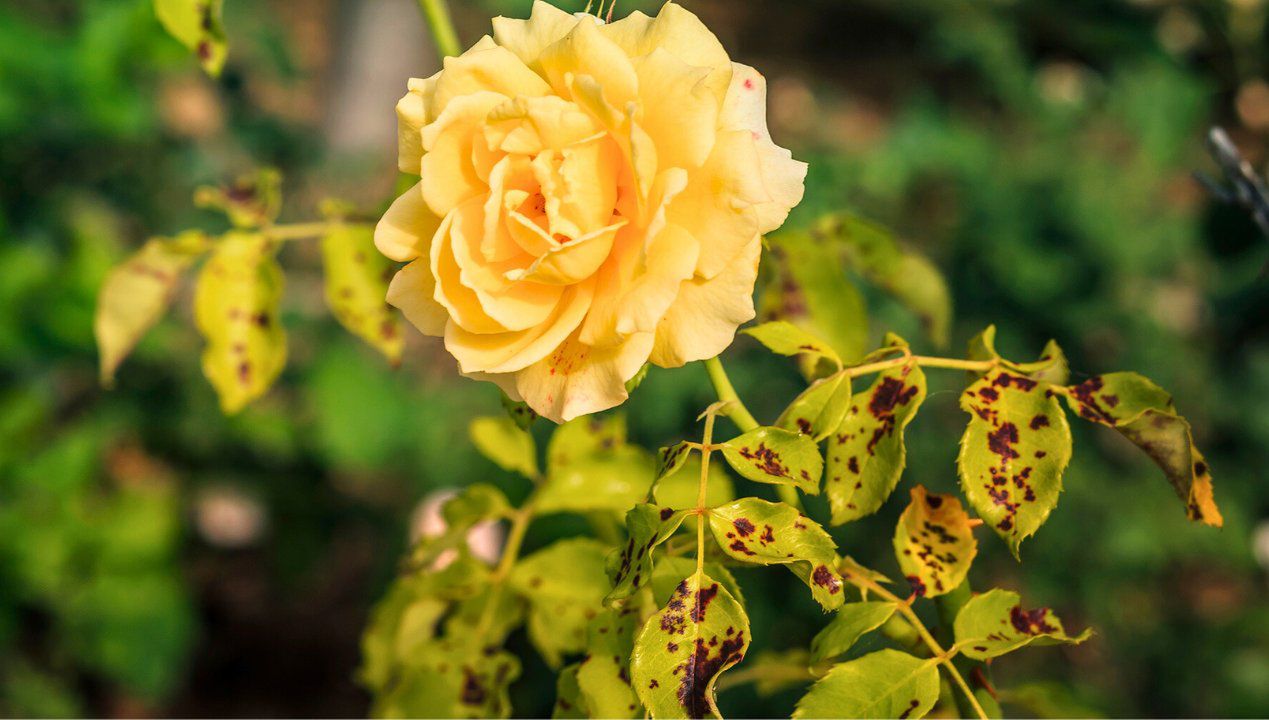 czarna plamistość na liściach róż, fot. Getty Images
