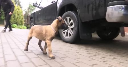 Suczka Koni nowym psem ratowniczym w Karkonoskiej Grupie GOPR. Pomoże szukać ludzi pod lawinami