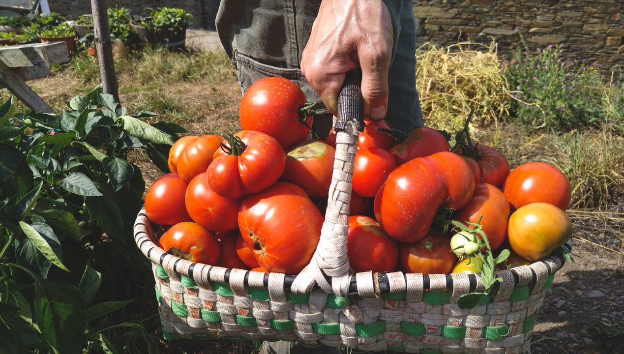 Jak zwiększyć plony pomidorów. Fot. Getty Images