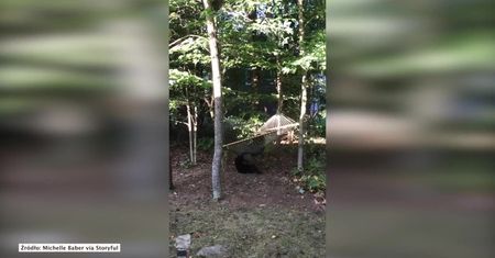 Zacięty pojedynek niedźwiadków o relaks na hamaku