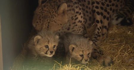 Dwa młode gepardy urodziły się w katowickim zoo