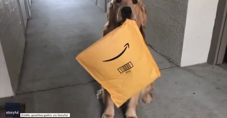 Ten golden retriever byłby doskonałym… listonoszem!