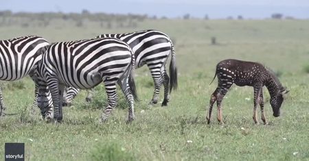 Zamiast pasków ma kropki. Rzadka zebra w Kenii