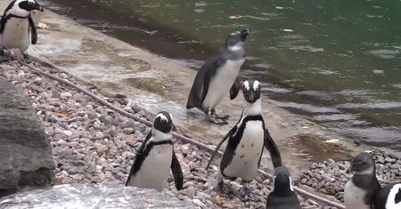 Pingwiny z wrocławskiego zoo jadą do Czech. Mają wzmocnić tamtejszą populację