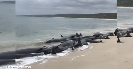 Około 150 wielorybów wyrzuciło morze w zachodniej Australii. Prawie wszystkie zginęły