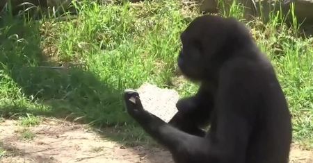 Izraelskie zoo przygotowało specjalną dietę dla goryli na żydowską Paschę