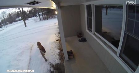 Ciekawska, jak… puma. Zajrzała do domu w Wisconsin szukając jedzenia