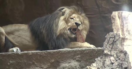 Dzień lwa w gdańskim zoo.