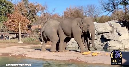 Słonie z zoo w Denver też świętowały Halloween. Dostały dynie!