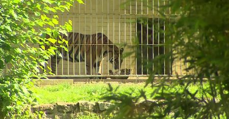 We wrocławskim zoo przyszedł na świat tygrys sumatrzański