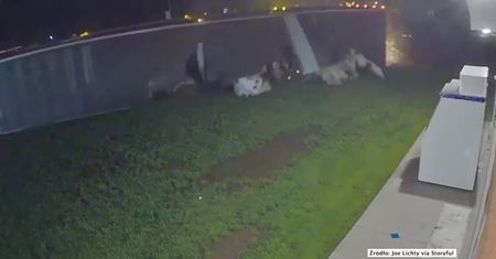 Ciężarówka przewożąca bydło wpadła w poślizg i przewróciła się